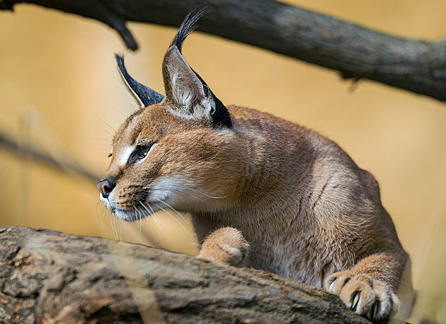 Jaro 2026 v Zoo Praha. Syslové vylezli z nor, želvy dohybernovaly, šelmy řádí