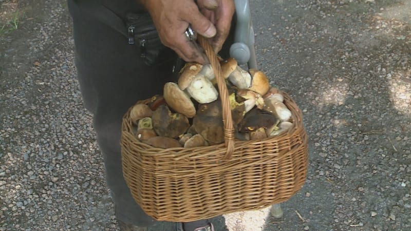 Houbařské žně pokračují: MAPA ukazuje, kde rostou nejvíce. Pozor ale na pokuty